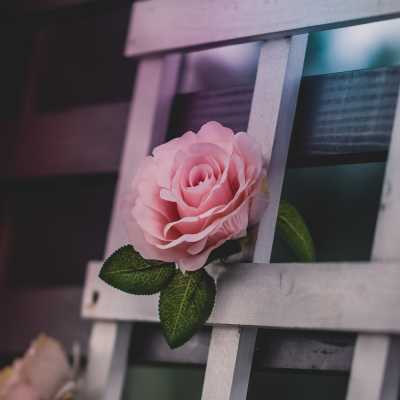 Pink Rose